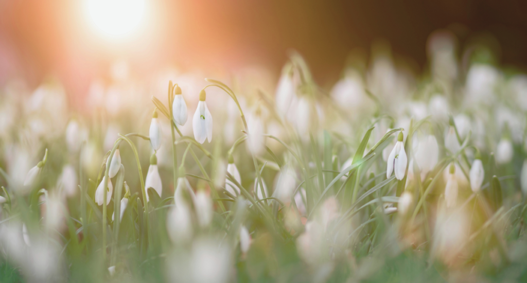 Frühlingsbeginn mit AERA jetzt mit AERA Spring Sale