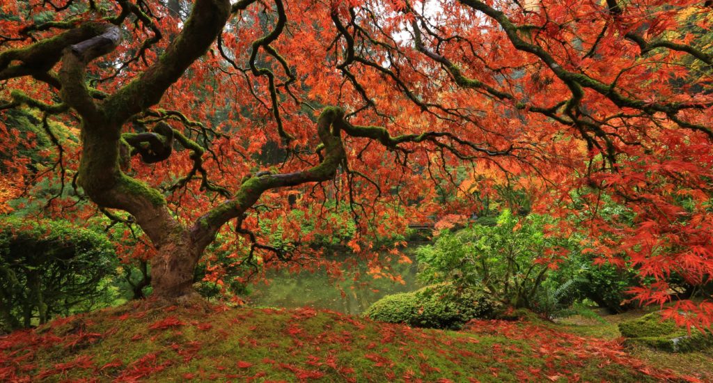 Ein Wald im Herbst