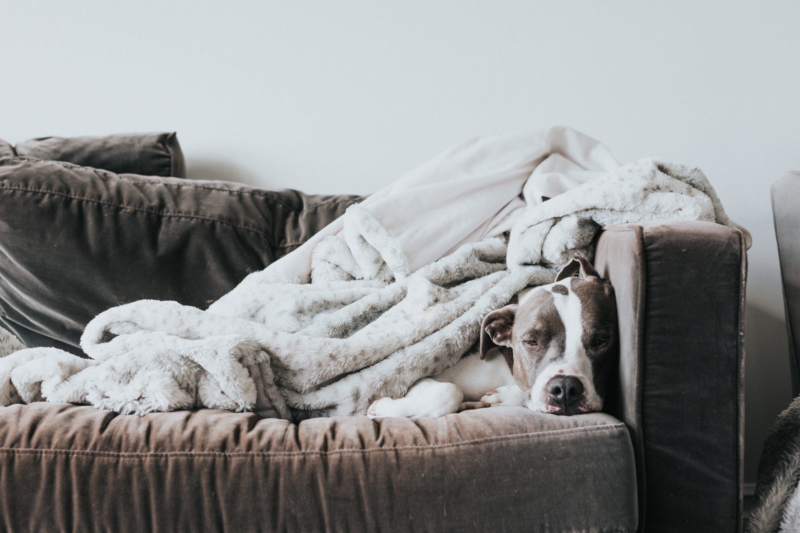 Hund Schläft auf einer Couch eingehüllt in Decken